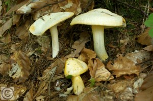 Hygrophorus chrysodon 1